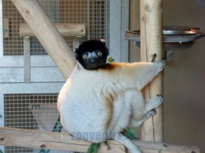 Propithéque couronné
