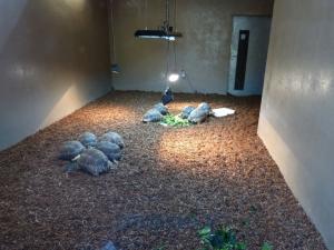 Tortue radiée