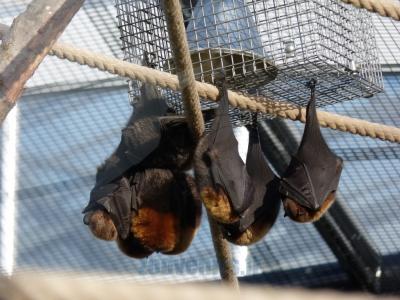 Roussette de Rodrigues