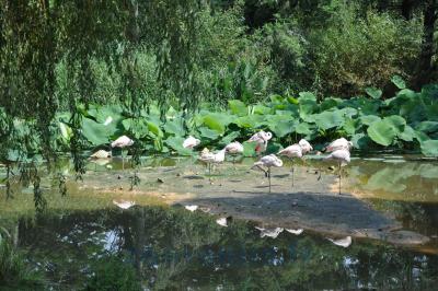 Flamant du Chili - 2014