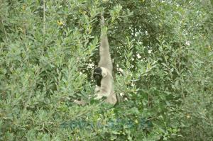 Gibbon à bonnet