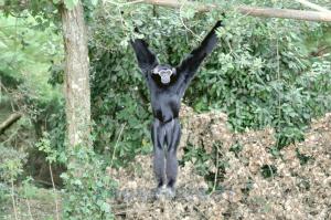 Gibbon à bonnet 