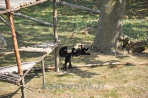 Gibbon à favoris blancs