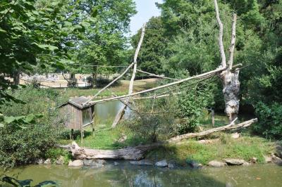 Gibbon à mains blanches - 2014
