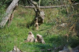 Gibbon à mains blanches
