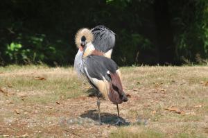 Grue couronnée
