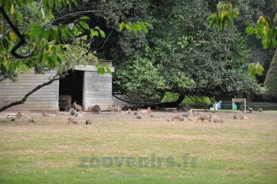 Mara - Wallaby de Bennett - 2014