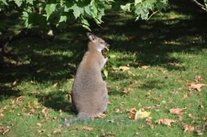 Wallaby de Bennett