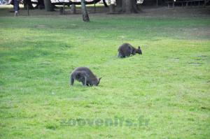 Wallaby de Bennett