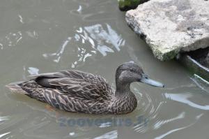 Canard de Meller 