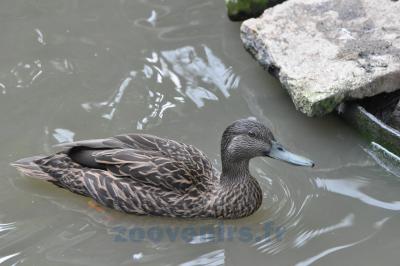 Canard de Meller - 2014