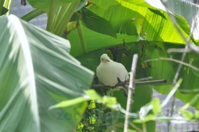 Cartophage blanc - 2014