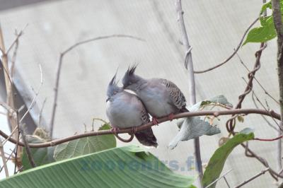 Colombe lophote - 2014