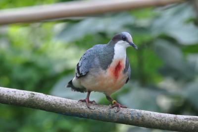 Colombe poignardée - 2014