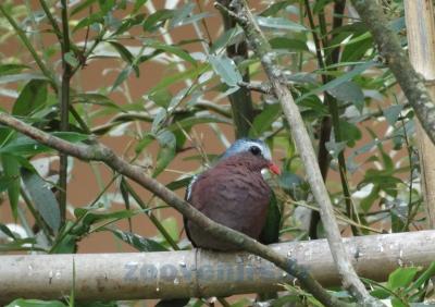 Colombe turvert - 2014