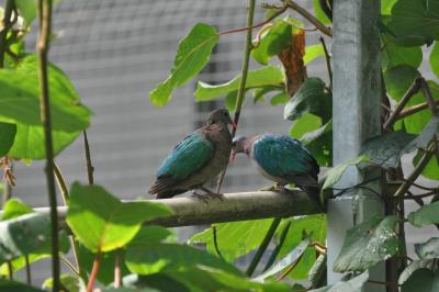 Colombe turvert - 2014