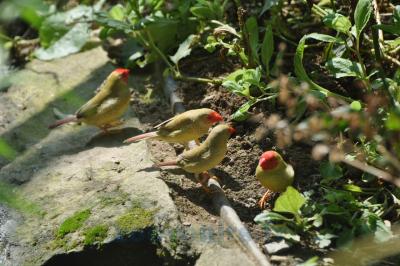 Diamant ruficauda - 2014