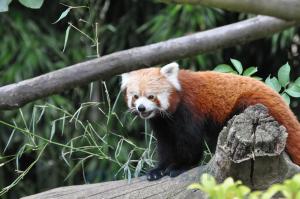 Panda roux 