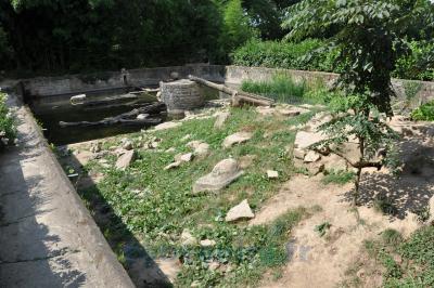 Loutre d'Asie - 2014