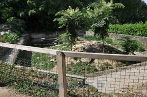 Loutre d'Asie