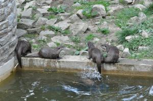 Loutre d'Asie
