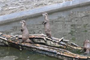 Loutre d'Asie
