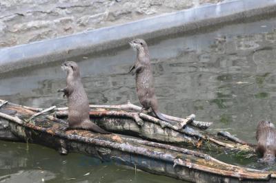 Loutre d'Asie - 2014