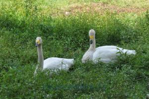 Cygne chanteur