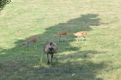 Emeu - Cervicapre - 2014