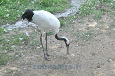 Grue du Japon - 2014