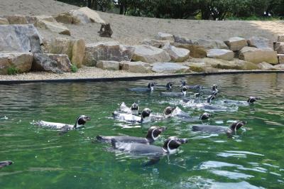 Manchot de Humboldt - 2014