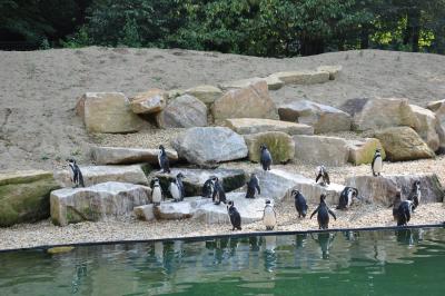 Manchot de Humboldt - 2014