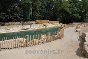Phoque veau marin