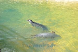 Phoque veau marin