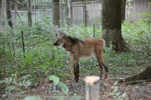 Loup à crinière
