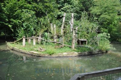 Saïmiri à tête noire - 2014