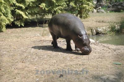 Hippopotame pygmé - 2014