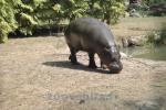 Hippopotame pygmé