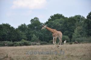 Girafe