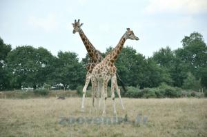 Girafe