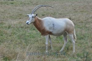 Oryx algazelle