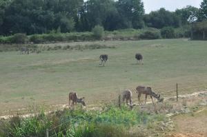 Plaine africaine