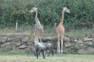 Plaine africaine