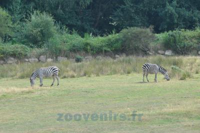 Zébre de Grant - 2014