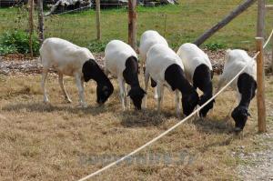 Mouton de Somalie