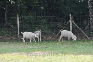 Chèvre angora