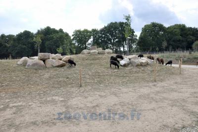 Mouton d'Ouessant - 2014