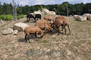 Mouton du Cameroun