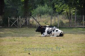 Vache bretonne pie noir