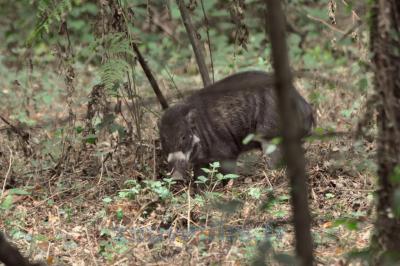 Sanglier des Visayas - 2014